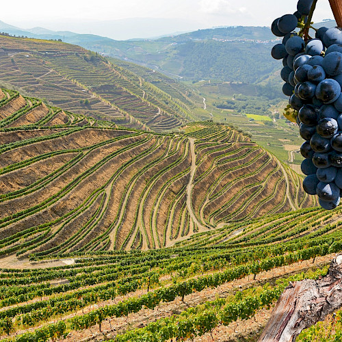 The Regal Wineries of Spain's Renowned Rioja Region