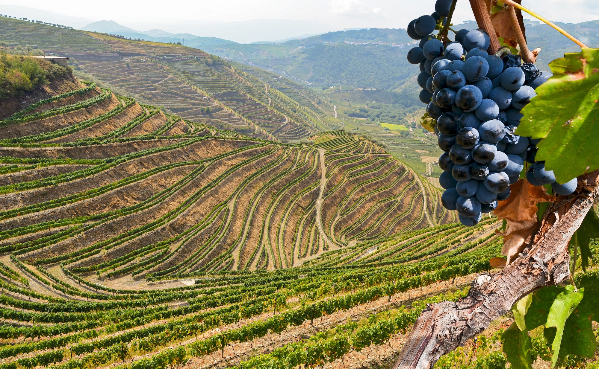 The Regal Wineries of Spain's Renowned Rioja Region